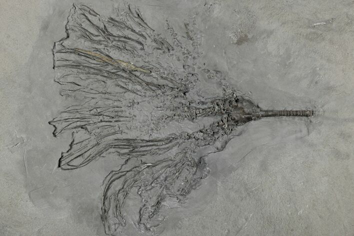 Crinoid (Dendrocrinus) Fossil - Rochester Shale, New York #197397